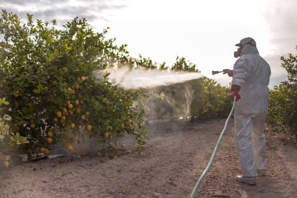 Professional Pest Control in Murillo, TX