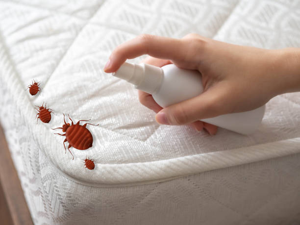 Best Local Pest Control Services  in Murillo, TX