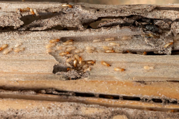 Best Commercial Pest Control Services  in Murillo, TX