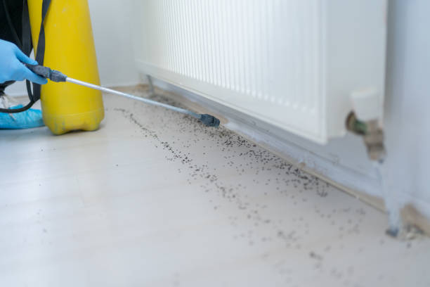 Best Pest Control Near Me  in Murillo, TX